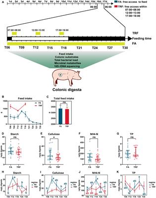 Time-restricted feeding affects colonic nutrient substrates and modulates the diurnal fluctuation of microbiota in pigs